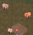 Animais.png